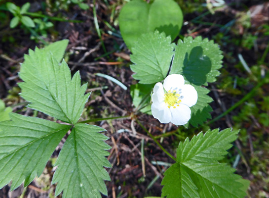 wild strawberry (Fragaria virginiana)