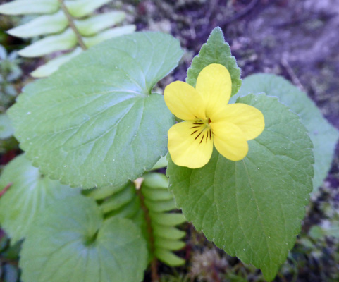 Pioneer Violets (Viola glabella)