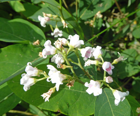 Mountain Dogbane (Apocynum androsaemifolium)