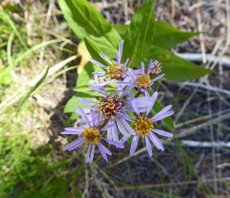 Showy Asters (Eurybia conspicua)
