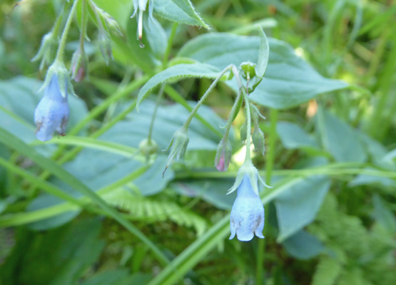 Tall Bluebells (Mertensia paniculata)