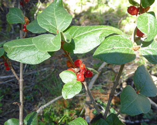 Canada Buffaloberry (Shepherdia canadensis)