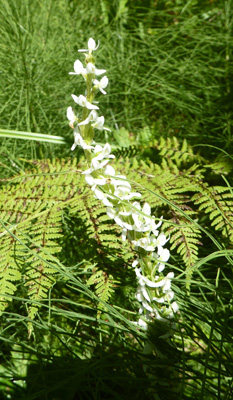 White Bog Orchids (Platanthera dilatata var. dilatata)
