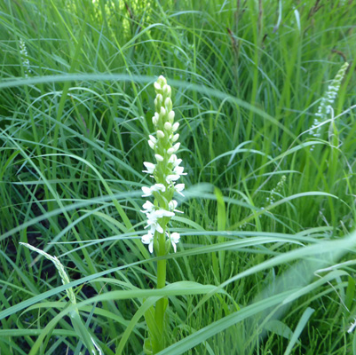 White Bog Orchids (Platanthera-dilatata-var-dilatata)