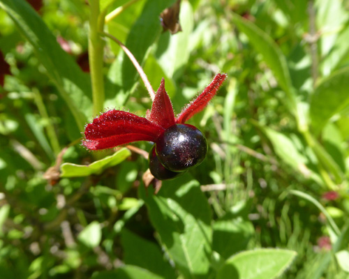 twinberry (Lonicera-involucrata)