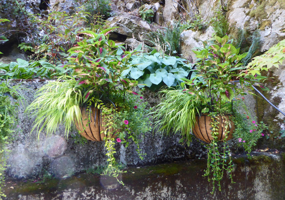 Hanging baskets