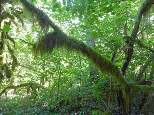 Rainforest moss