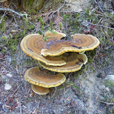 shelf fungus