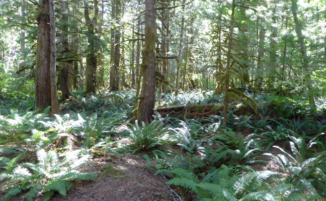 Sword ferns