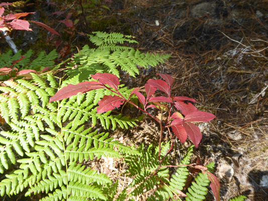 blueberry fall color