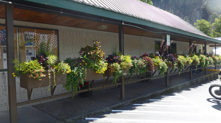 Skagit General Store flowers