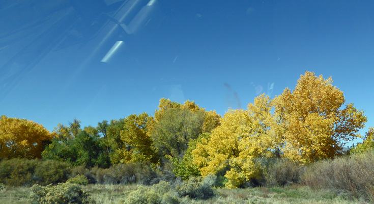 Yellow cottonwoods Rio Grande NM