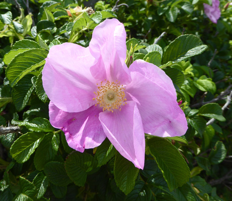 wild rose (Rosa virginiana)