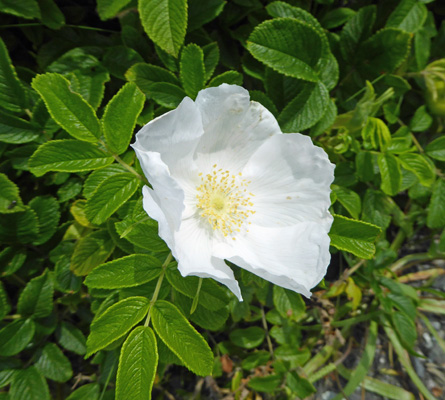 White wild rose (Rosa virginiana)