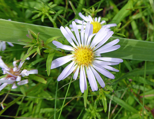 New York Asters (Symphyotrichum novi-belgii)