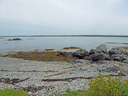 Rockweed Cape Forchu NS