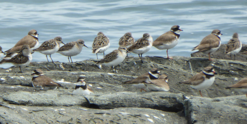 Sempalmated Plovers