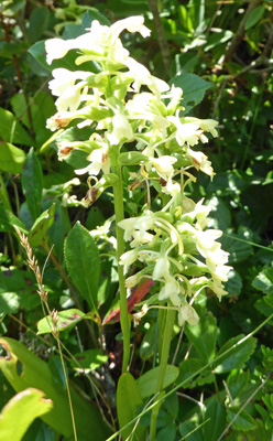Roundleaf Orchids (Platanthera orbiculata)