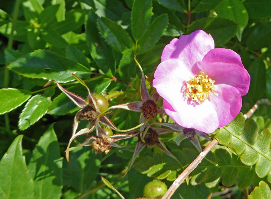 Wild rose (Rosa virginiana)
