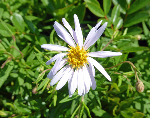 New York Aster (Symphyotrichum novi-belgii)