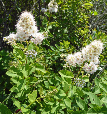 Meadowsweet (Spiraea alba)