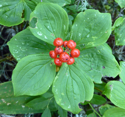 bunchberries (Cornus canadensis)