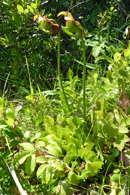 Pitcher Plants (Sarracenia purpurea)