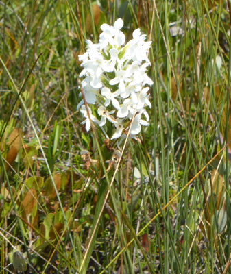 White-Fringed Orchids (Platanthera blephariglottis)