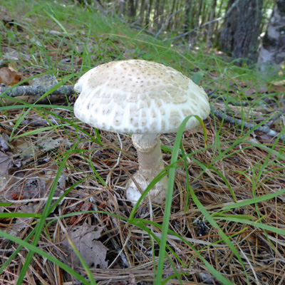 Mushroom Kejimkujik NP