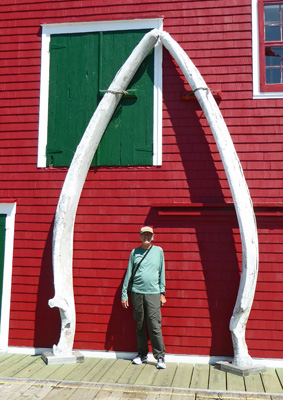 Walter Cooke and lower jaw of a fin whale