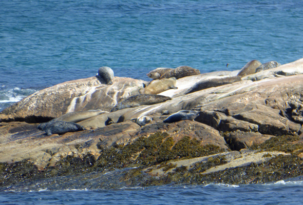 Harbor and Grey Seals Keji Seaside