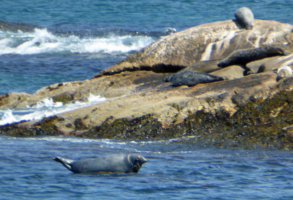Grey Seal Keji seaside