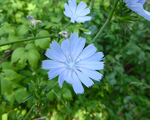 chicory (Cichorium intybus) 