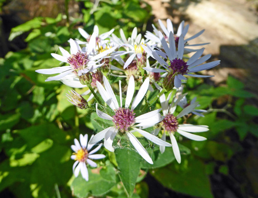 Common Blue Wood Asters (Symphyotrichum cordifolium)