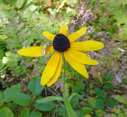 Black-eyed Susan (Rudbeckia hirta)