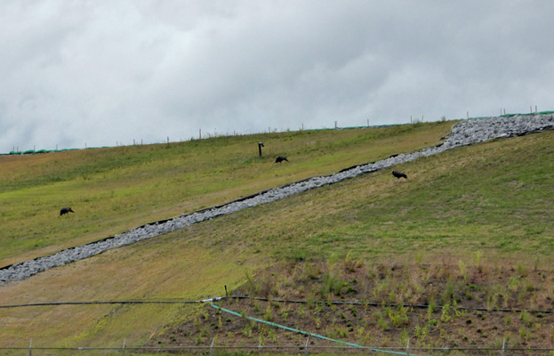 Wild Turkeys Deloro mine site