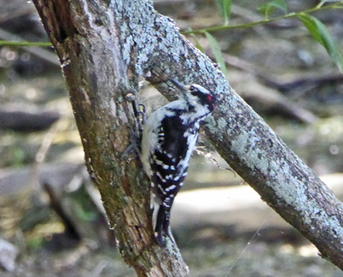 Hairy woodpecker