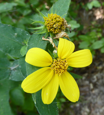 Woodland Sunflowers (Helianthus divaricatus)