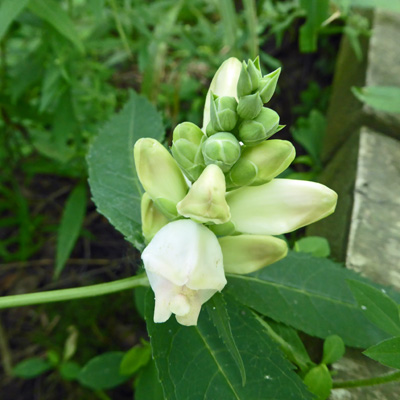 White Turtleheads (Chelone glabra)