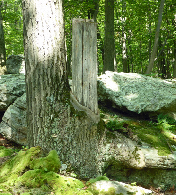 Tree engulfing rock