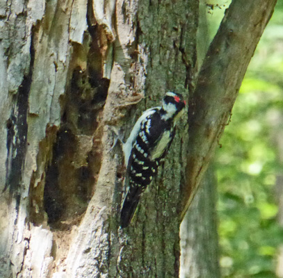 Hairy Woodpecker