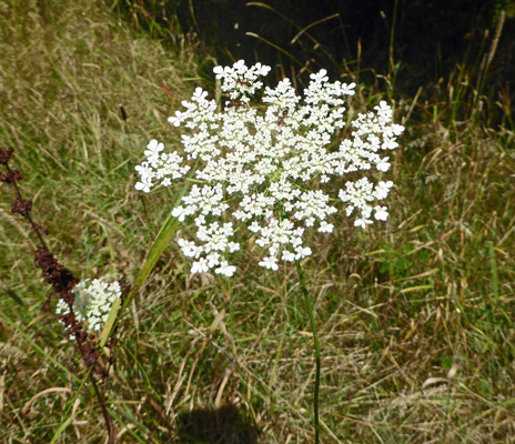 Queen Anne’s Lace (Daucus carota)