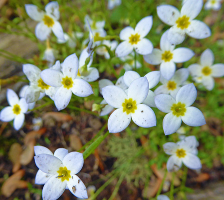 Bluets (Houstonia caerule)