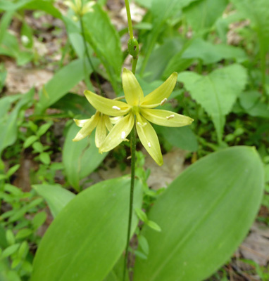 Bluebead (Clintonia borealis)