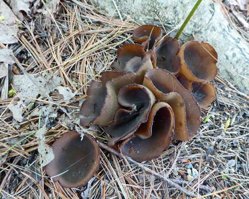 strange brown fungus