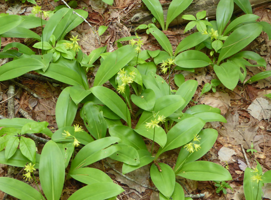 Bluebead (Clintonia borealis)