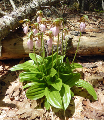 Pink Lady’s Slippers (Cypripedium acaule)