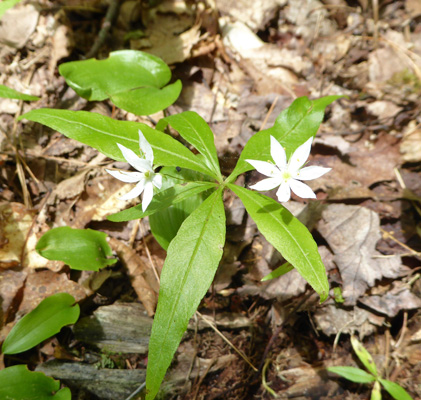 Northern Star-flowers (Trientalis borealis)