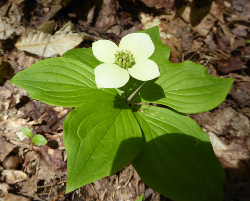 Canadian Bunchberries (Cornus canadensis)