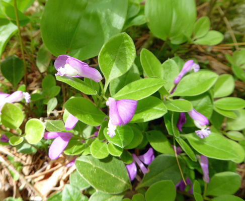 Gaywings (Polygala paucifolia)